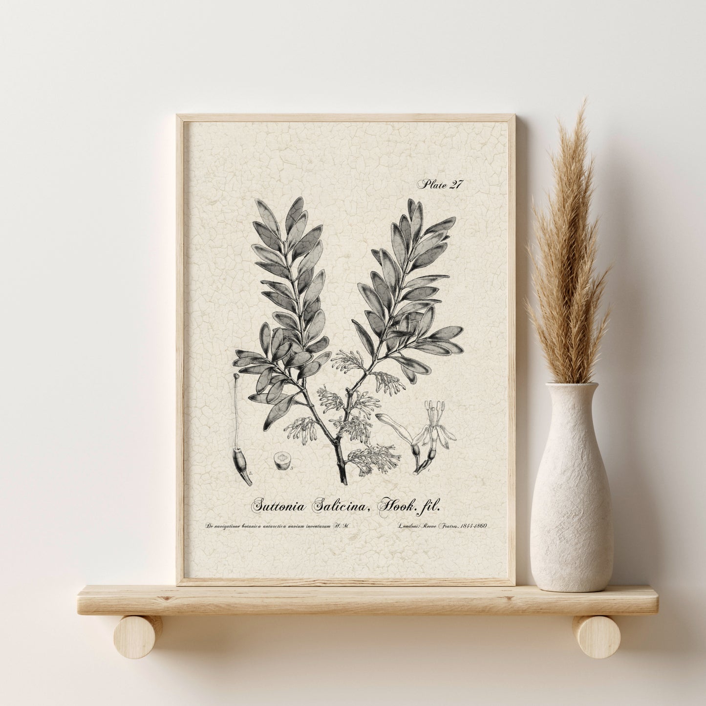 Printed Vintage Flora Print Set of 6 Antique Botanical Wall Art