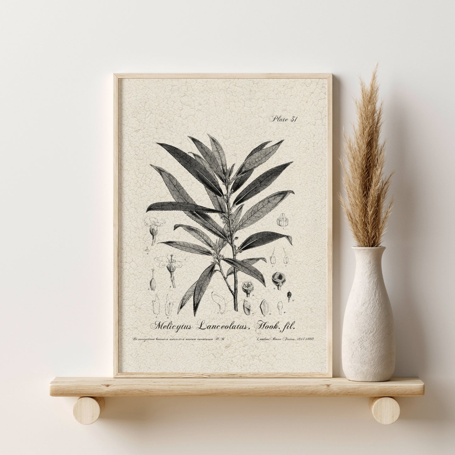Printed Vintage Flora Print Set of 6 Antique Botanical Wall Art