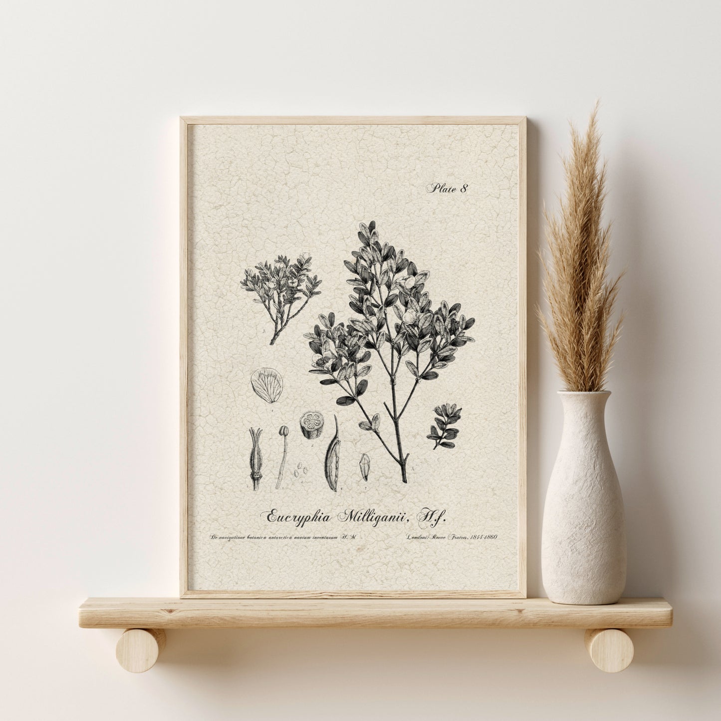 Printed Vintage Flora Print Set of 6 Antique Botanical Wall Art