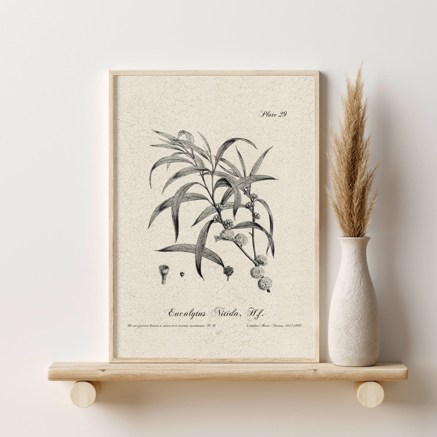 Printed Vintage Flora Print Set of 6 Antique Botanical Wall Art