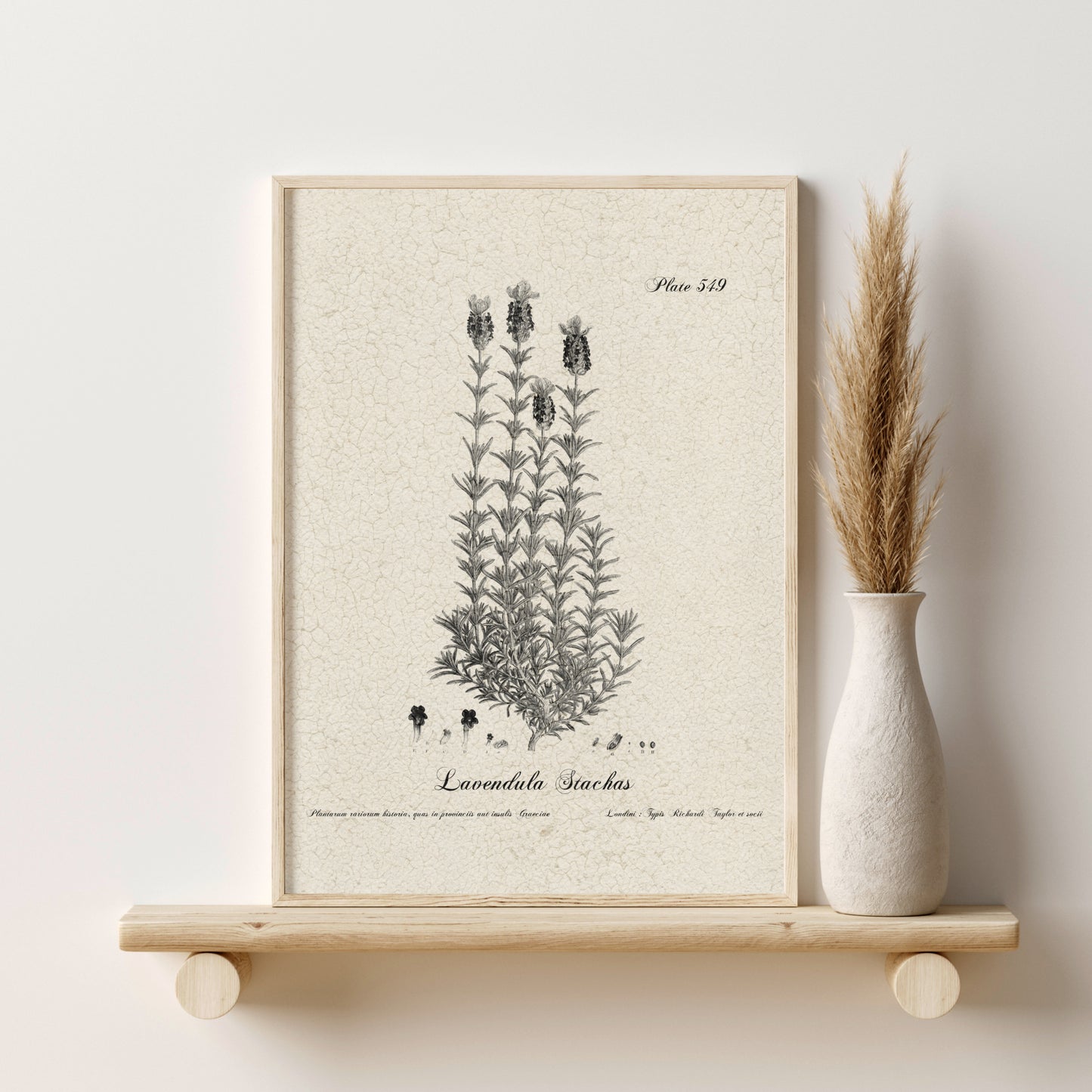 Printed Vintage Flora Print Set of 6 Antique Botanical Wall Art