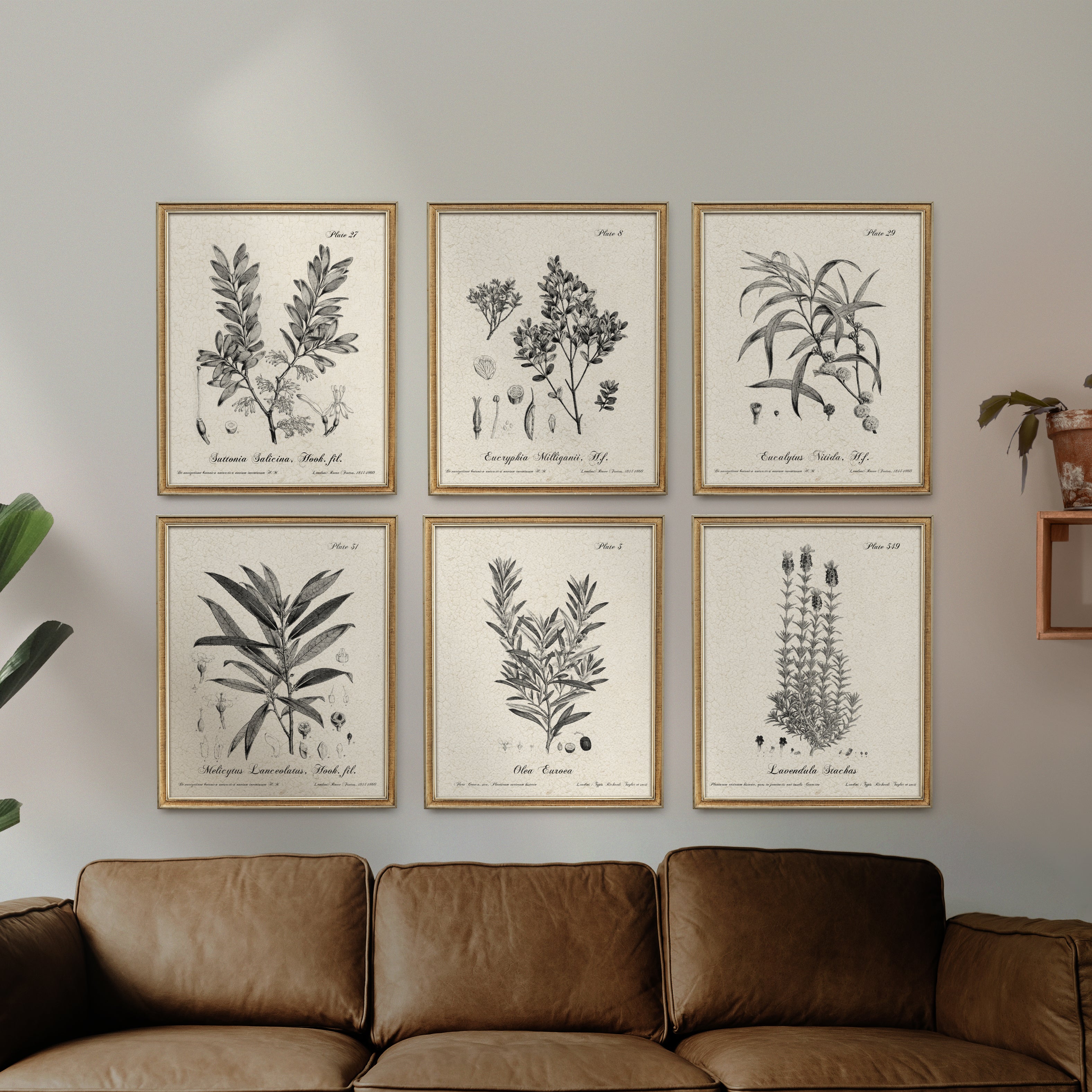 Botanic Leaf Prints With Rustic Wood Frames - Set of 6 - Woodwaves